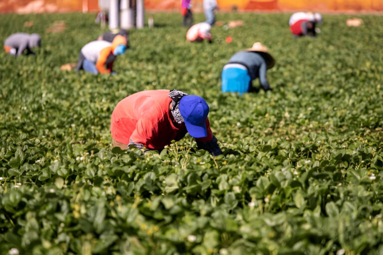 Apply Now: Australian Agriculture Jobs for Foreigners – $4,500/Month + Visa Help